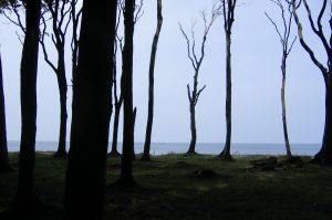 Gespensterwald Nienhagen