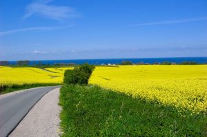 Rapsblüte an der Ostsee